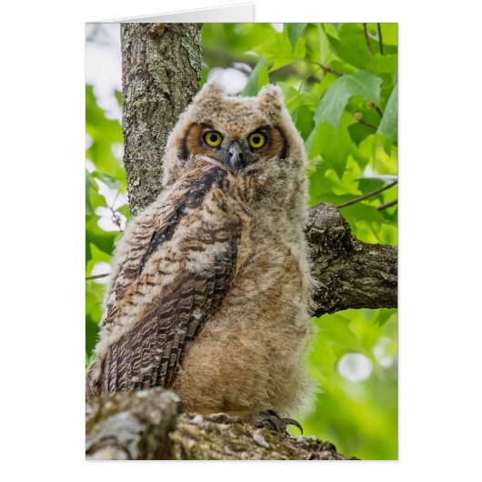 Niedliche Owlet (Vorne)
