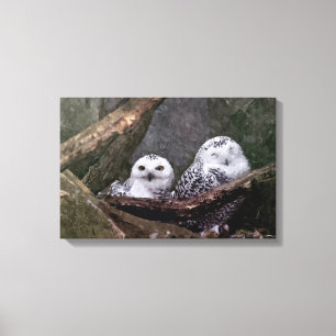 Niedliche Owls Leinwanddruck