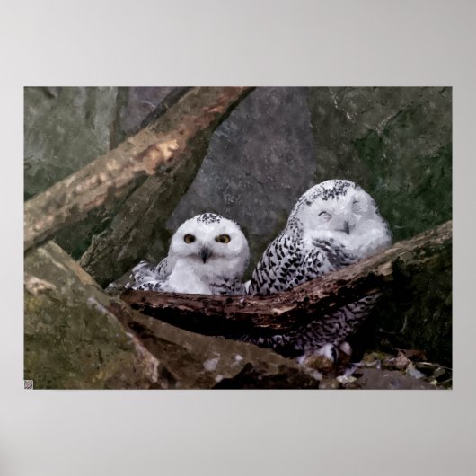 Niedliche Owls Poster (Vorne)