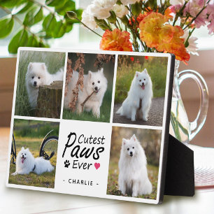 Niedliche Paws je Moderne Niedliche Hundfoto-Colla Fotoplatte