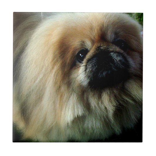 Niedliche Pekingese Fliese (Vorderseite)
