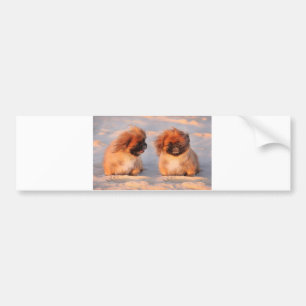 Niedliche Pekingese Hunde Autoaufkleber
