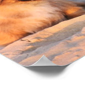 Niedliche Pekingese Hunde Poster (Ecke)