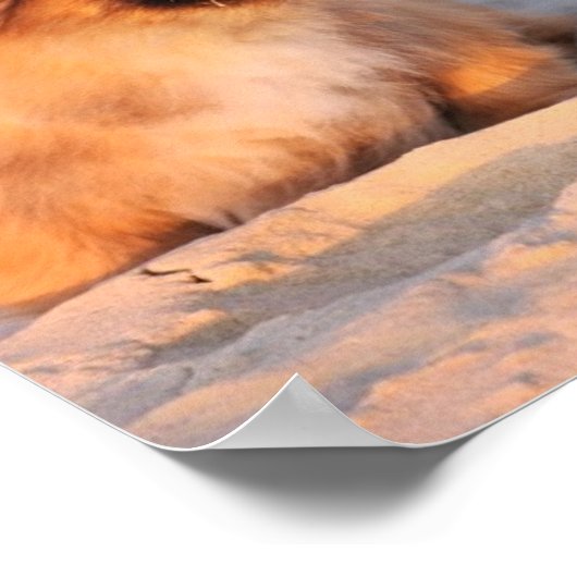 Niedliche Pekingese Hunde Poster (Ecke)