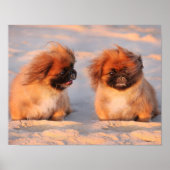 Niedliche Pekingese Hunde Poster (Vorne)