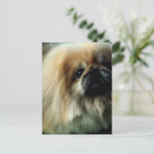Niedliche Pekingese Postkarte (Stehend Vorderseite)