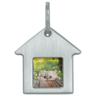 Niedliche Persische Peeking-Katze Tiermarke