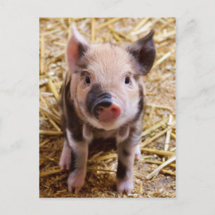 Niedliche PIglet Postkarte