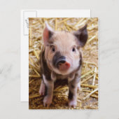 Niedliche PIglet Postkarte (Vorne/Hinten)