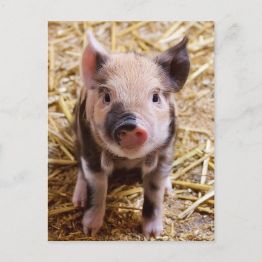 Niedliche PIglet Postkarte (Vorderseite)