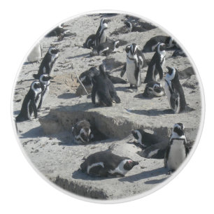 Niedliche Pinguine auf Beach Keramik Pull Keramikknauf