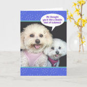 Niedliche Poochon-Hunde - doppelter Farbton Karte (Gelbe Blume)