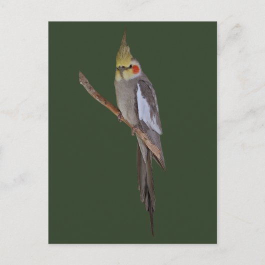 Niedliche Postkarte (Vorderseite)