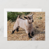 Niedliche Postkarte (Vorne/Hinten)