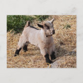 Niedliche Postkarte (Vorderseite)