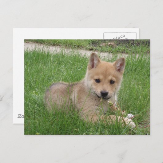 Niedliche Postkarte (Vorne/Hinten)