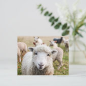 Niedliche Postkarte für Schafe (Stehend Vorderseite)