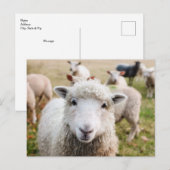 Niedliche Postkarte für Schafe (Vorne/Hinten)