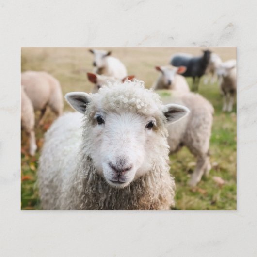 Niedliche Postkarte für Schafe (Vorderseite)