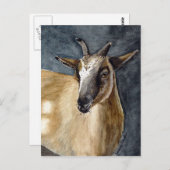 Niedliche Pygmäen-Ziege-Wasserfarben-Artwork Postkarte (Vorne/Hinten)