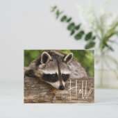 Niedliche Raccoon-Ruhe auf einem Log - Hallo Postkarte (Stehend Vorderseite)