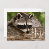 Niedliche Raccoon-Ruhe auf einem Log - Hallo Postkarte (Vorne/Hinten)