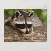 Niedliche Raccoon-Ruhe auf einem Log - Hallo Postkarte (Vorderseite)
