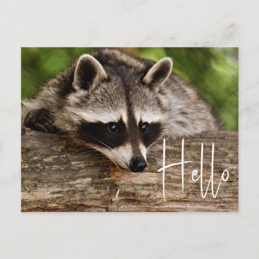 Niedliche Raccoon-Ruhe auf einem Log - Hallo Postkarte (Vorderseite)