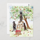 Niedliche Raccoons im Apple Orchard Postkarte (Vorne/Hinten)