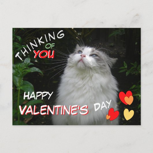 Niedliche Ragdoll Cat Happy Valentine's Day Postka Postkarte (Vorderseite)
