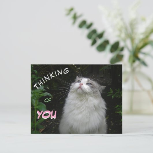 Niedliche Ragdoll Katze DENKEN EUCH Postkarte (Stehend Vorderseite)