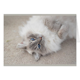 Niedliche Ragdoll Katze Karte