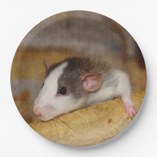 Niedliche Ratte Pappteller (Vorderseite)