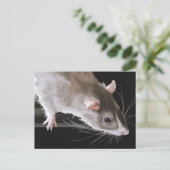 Niedliche Ratte Postkarte (Stehend Vorderseite)