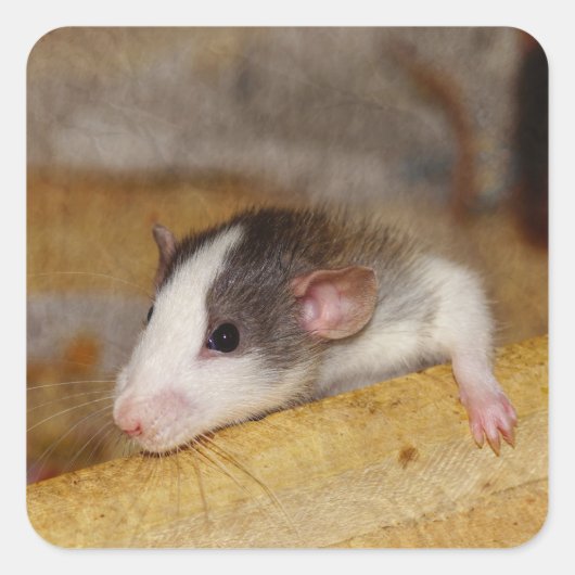 Niedliche Ratte Quadratischer Aufkleber (Vorderseite)