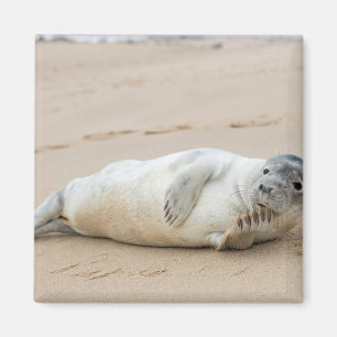 Niedliche Robbe posiert am Strand Magnet