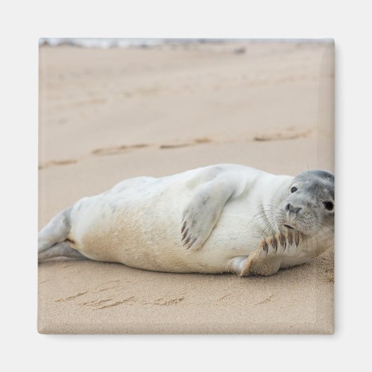 Niedliche Robbe posiert am Strand Magnet (Vorne)