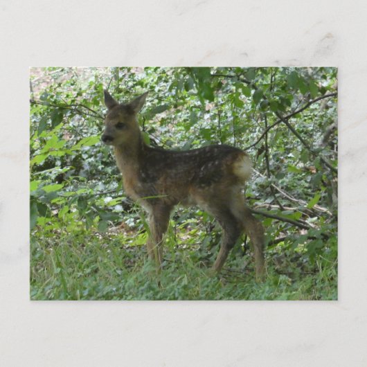 Niedliche Roh Deer im Forrest DIY Postkarte (Vorderseite)