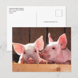 Niedliche rosa Ferkel Tierfotos Postkarte