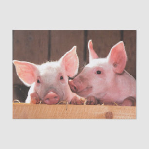 Niedliche rosa Ferkel Tierfotos Seidenpapier