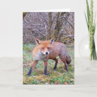 Niedliche rote Fox-Grußkarte Hinzufügen von Text