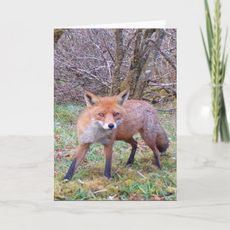 Niedliche rote Fox-Grußkarte Hinzufügen von Text Karte