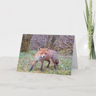 Niedliche rote Fox-Grußkarte Hinzufügen von Text Karte