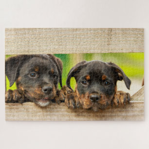 Niedliche Rottweiler Welpen Hunde Tierart Puzzle