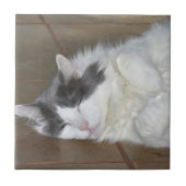 Niedliche Ruhe Maine Coon Cat Tile Fliese (Vorderseite)