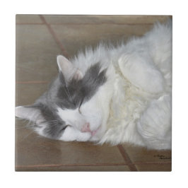 Niedliche Ruhe Maine Coon Cat Tile Fliese
