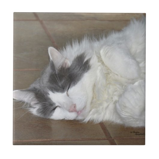 Niedliche Ruhe Maine Coon Cat Tile Fliese (Vorderseite)
