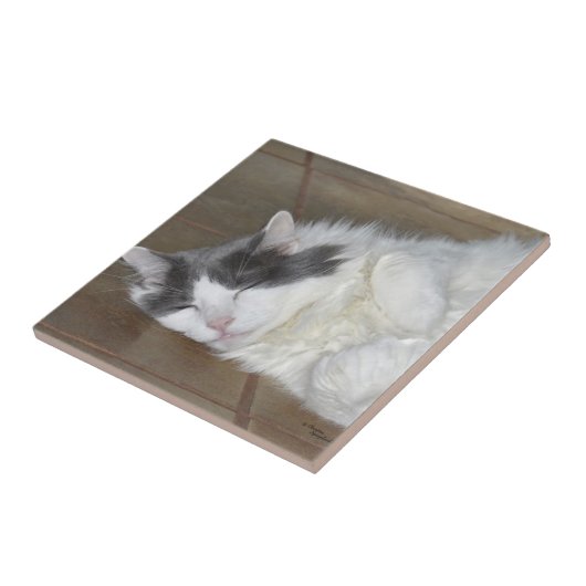 Niedliche Ruhe Maine Coon Cat Tile Fliese (Seite)