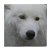 Niedliche Samoyed-Fliese Fliese (Vorderseite)