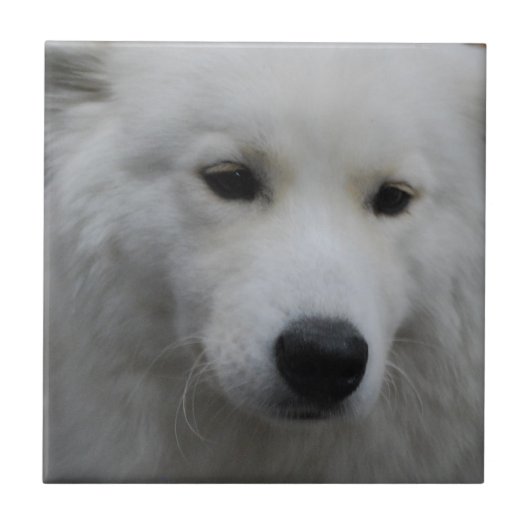 Niedliche Samoyed-Fliese Fliese (Vorderseite)